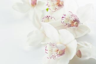 white-and-purple orchid flowers by Joanna Kosinska courtesy of Unsplash.